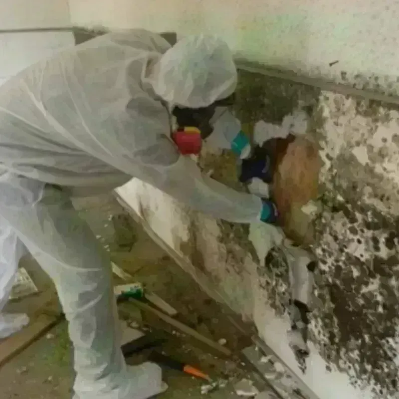 Mold Remediation and Removal in Salem, MA